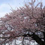 今年もやっとゆっくり桜を見ることができました