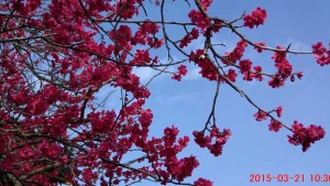 「XnView」を使って撮影した日付・時刻を写真内に追加する